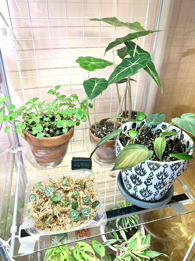 plants inside my greenhouse cabinet