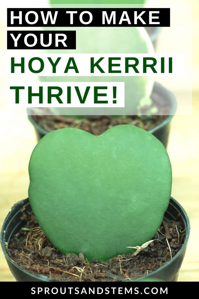 hoya kerrii care pinterest pin. how to make your hoya kerrii thrive