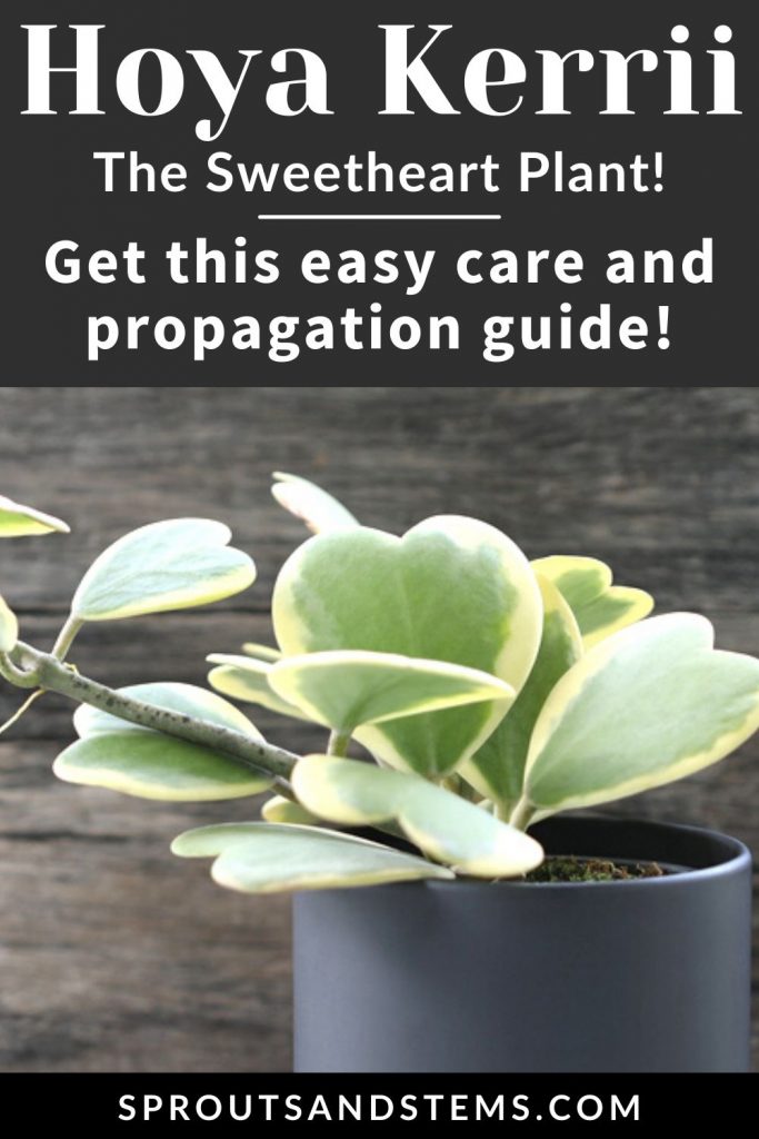 Hoya Kerrii, The Sweetheart Plant, Get this easy care and propagation guide!