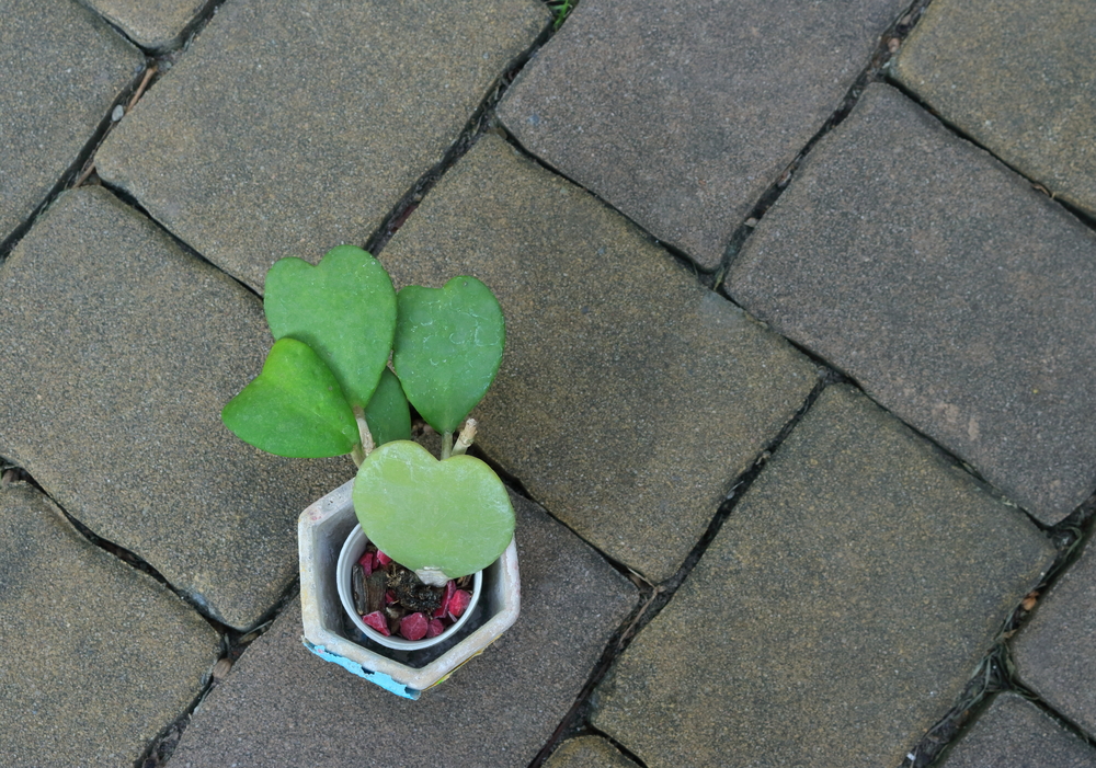 sweetheart hoya in a pot on the ground outside