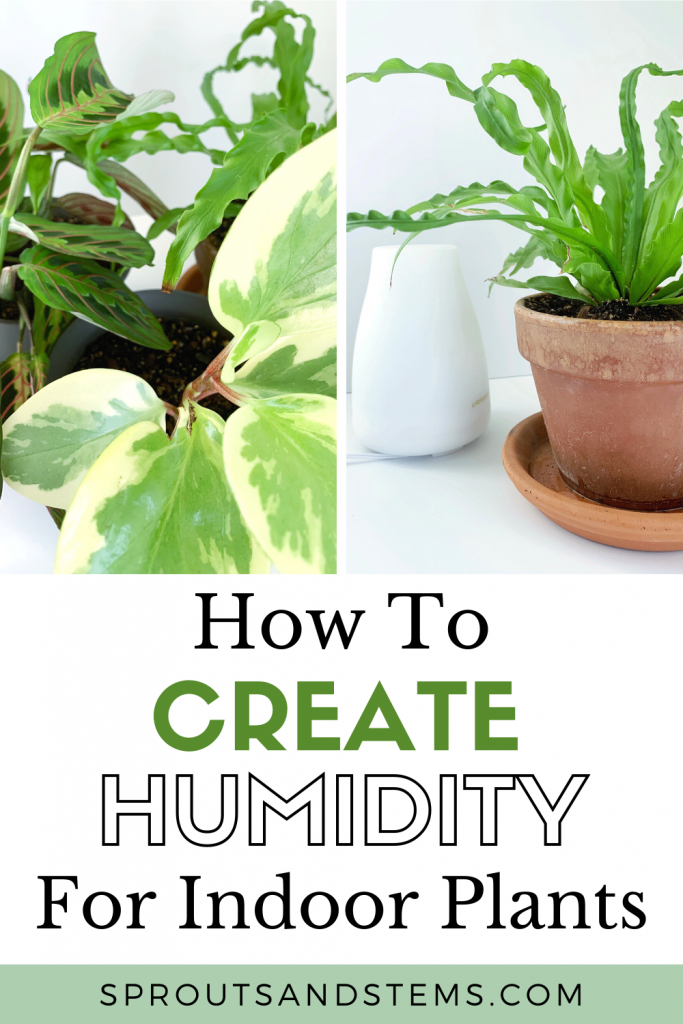 how to create humidity for plants