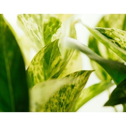 marble queen pothos leaves