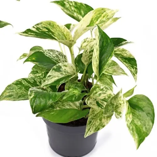 marble queen pothos plant