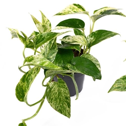 marble queen pothos plant
