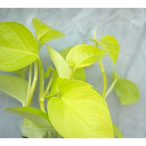 neon pothos leaves