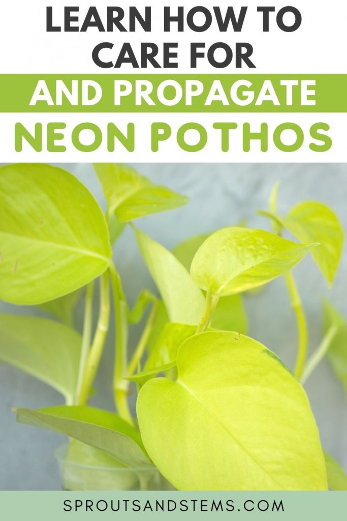 Neon Pothos Care and Propagation Pinterest Pin