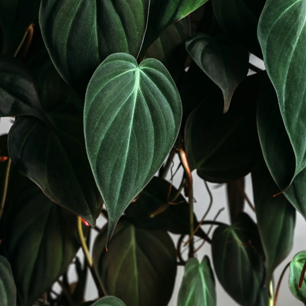 philodendron micans leaves