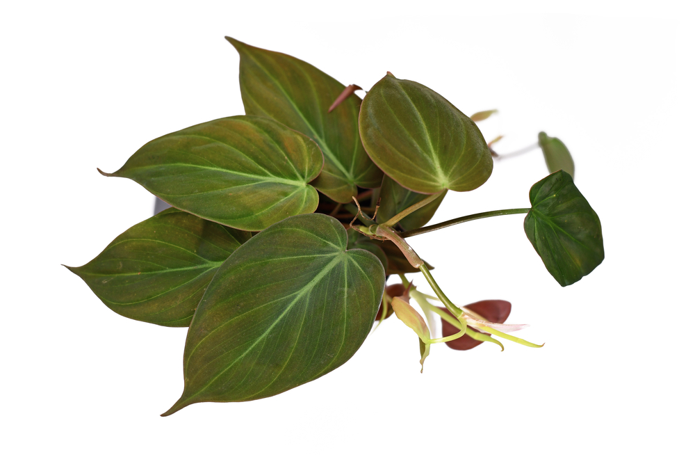 view of philodendron micans plant from above