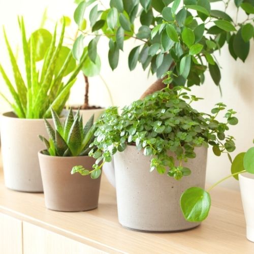 plants on a table