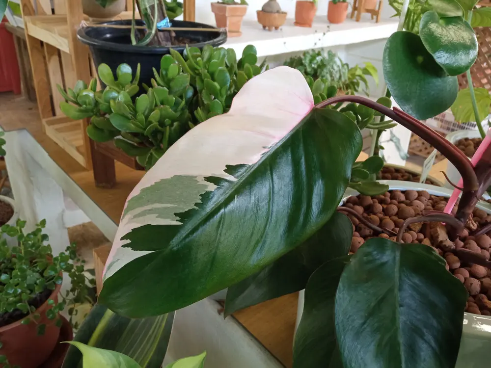 pink princess philodendron half pink leaf