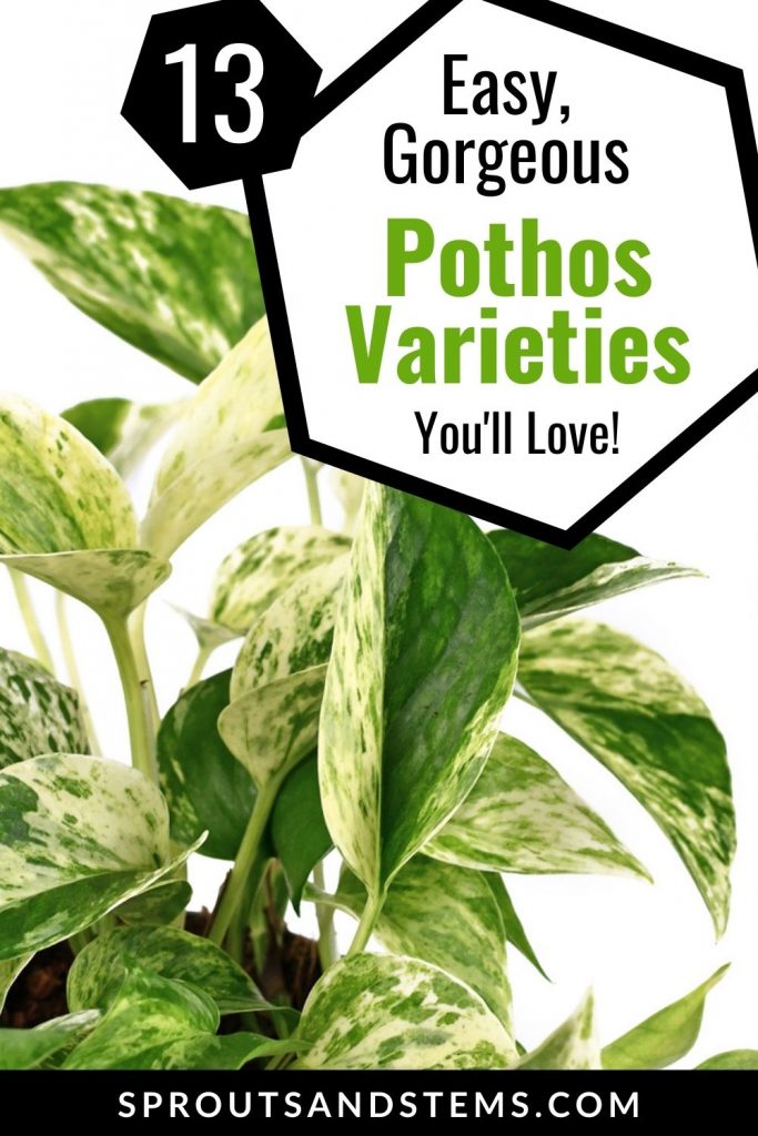 13 pothos varieties pinterest pins