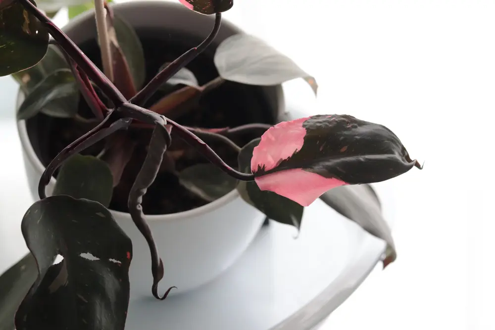 a small leaf on a pink princess philodendron