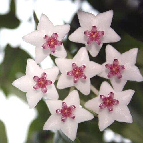 hoya bella flower