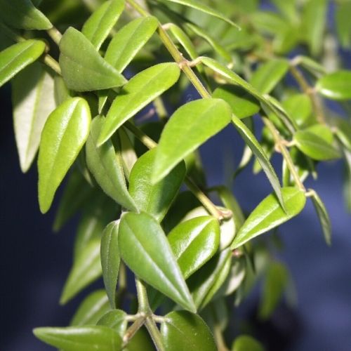 hoya bella plant leaves