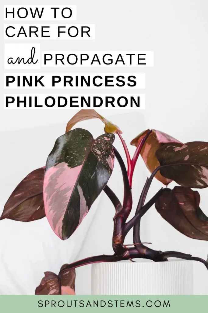 pink princess philodendron care and propagation pinterest pin