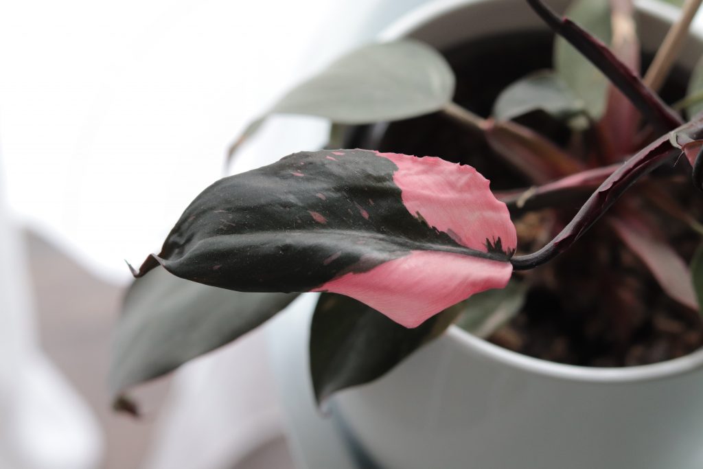 pink princess philodendron leaf