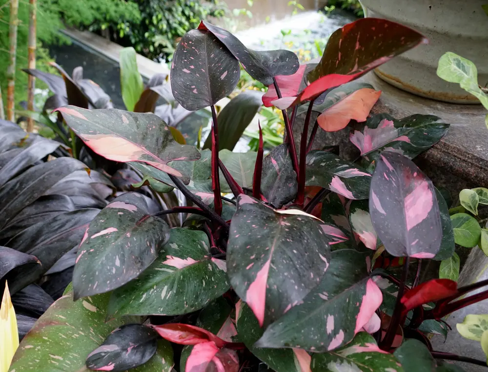 lots of variegated leaves on a philodendron pink princess