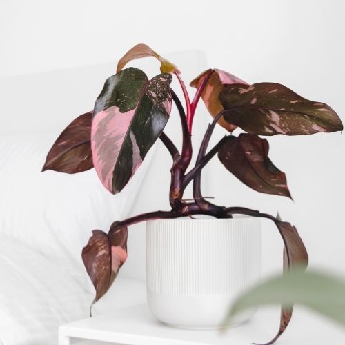 pink princess philodendron plant on table