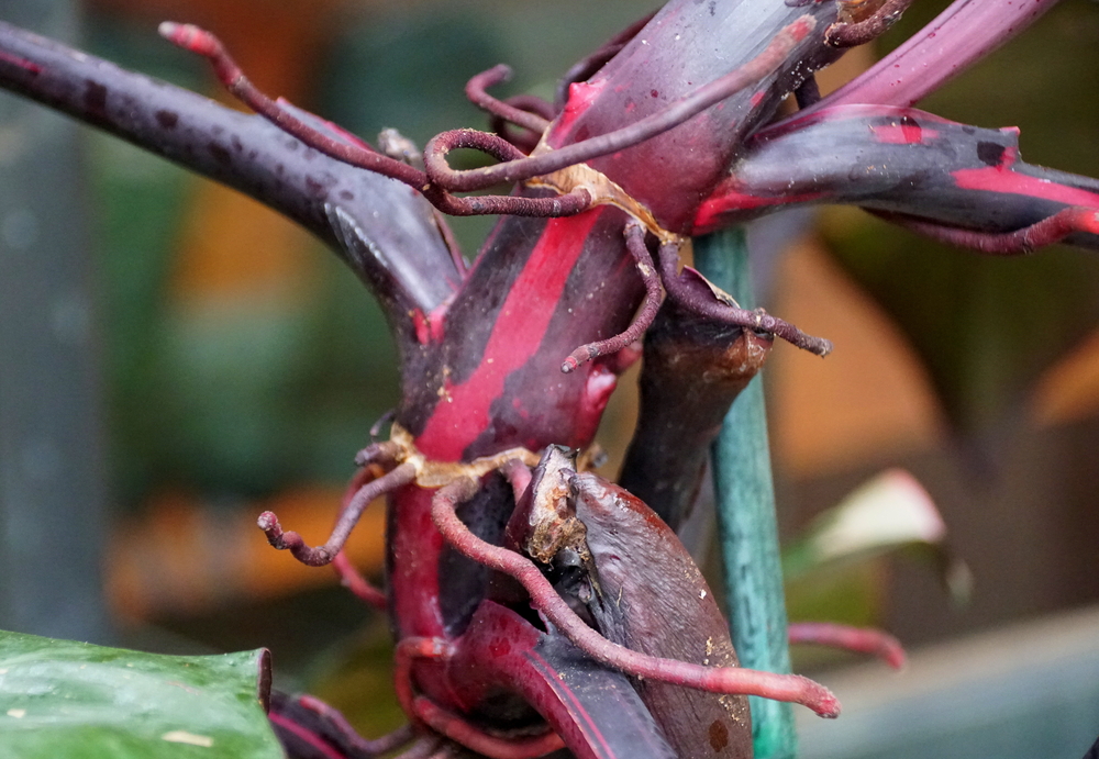 close up of a node and aerial roots on philodendron pink princess