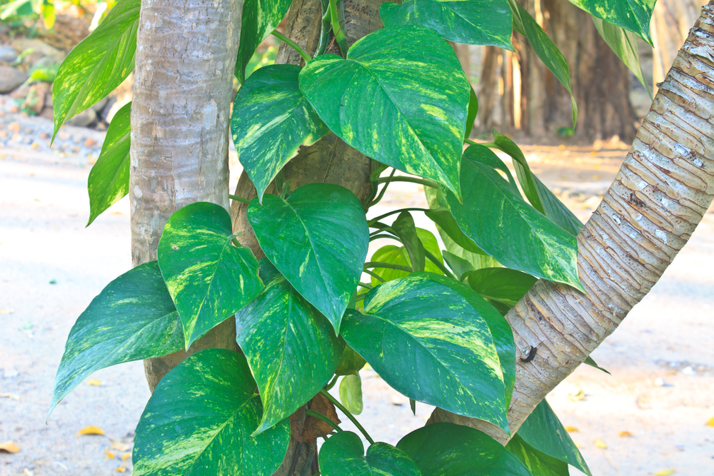 large pothos growing up a tree
