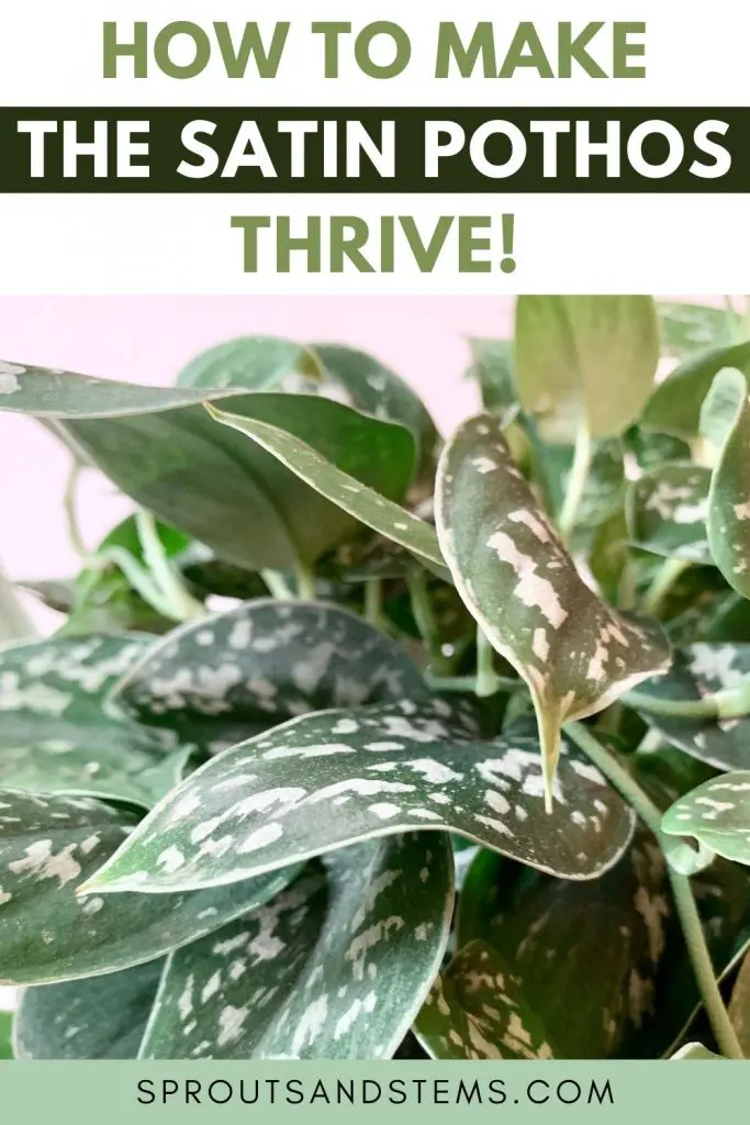 satin pothos care