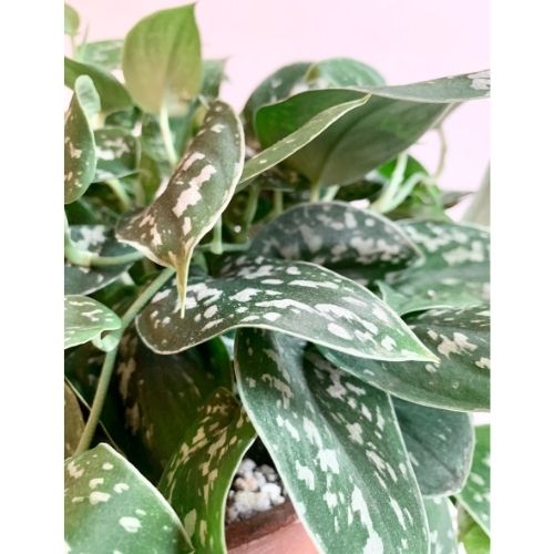 Satin Pothos Care Propagation And More Sprouts And Stems