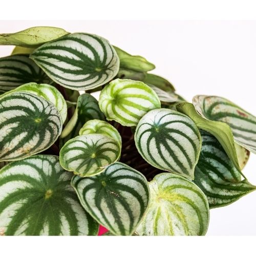 watermelon peperomia leaves on a white background