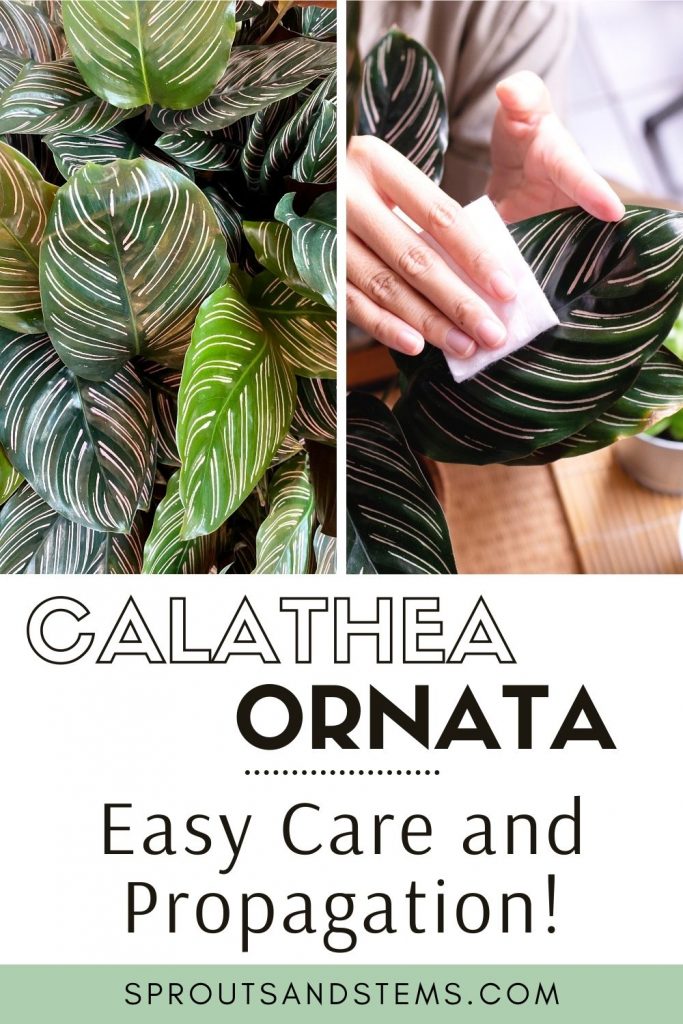 calathea ornata care and propagation pinterest pin