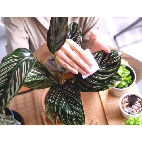 calathea ornata leaves being cleaned off