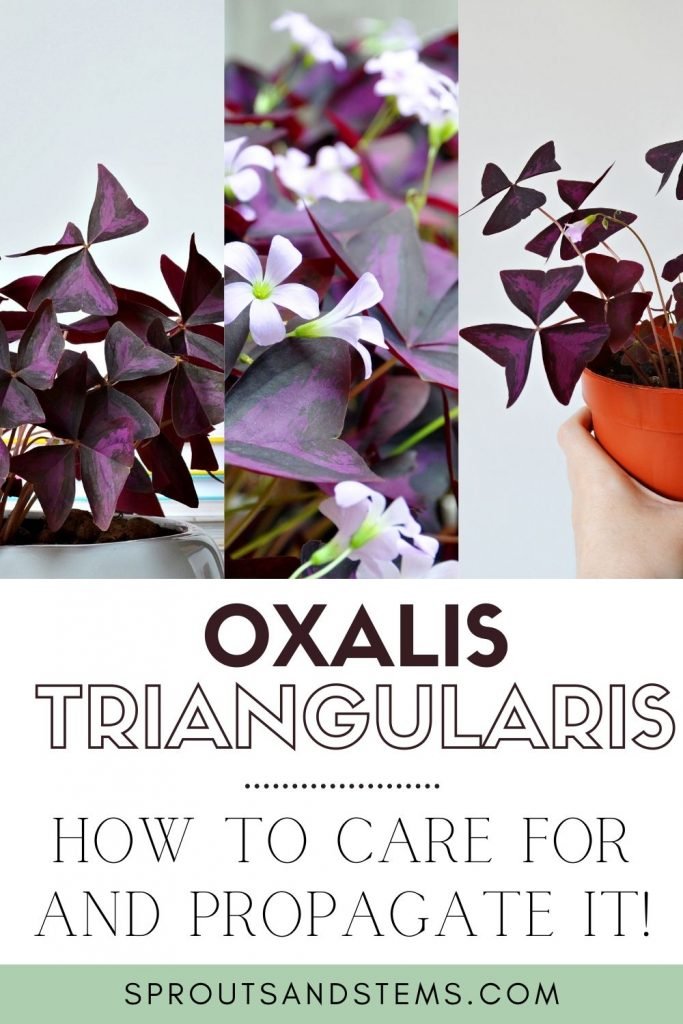 Oxalis triangularis care and propagation pinterest pin