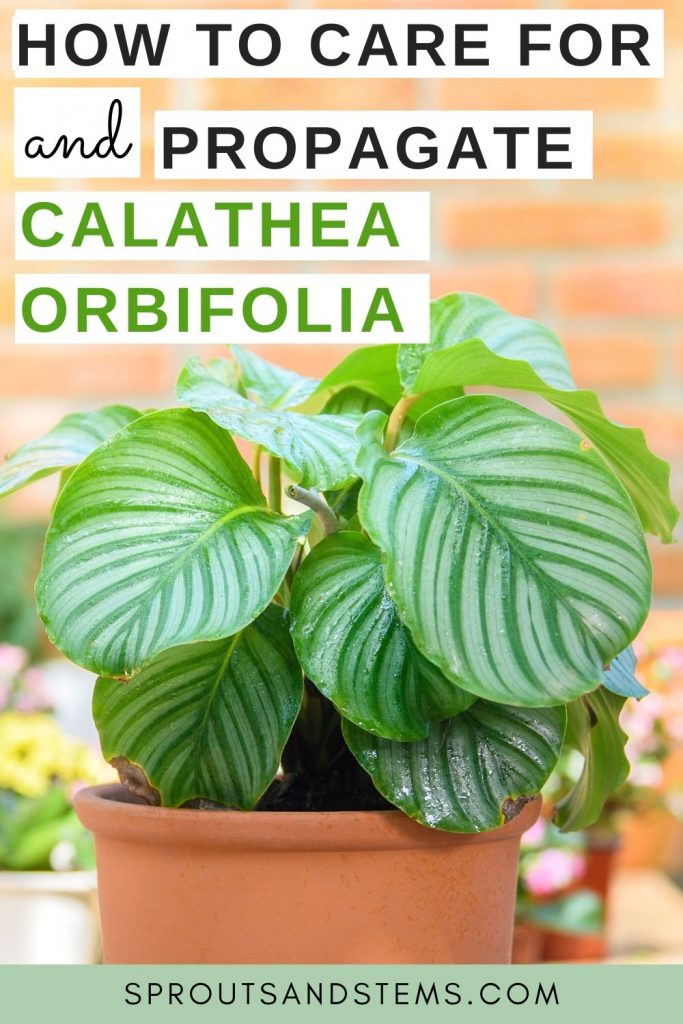 Calathea orbifolia pinterest pin