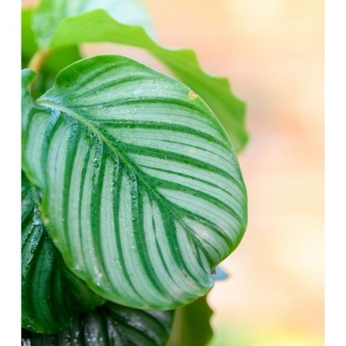 Calathea orbifolia leaf close up
