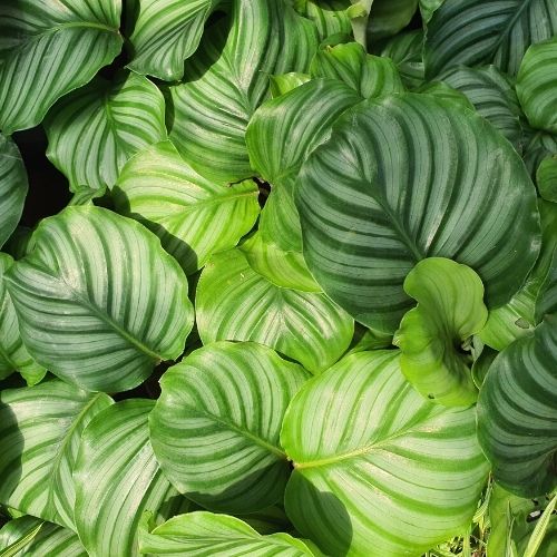 Calathea orbifolia leaves