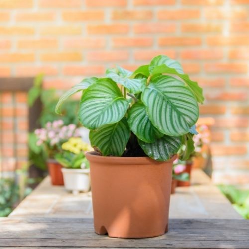 Calathea orbifolia potted plant