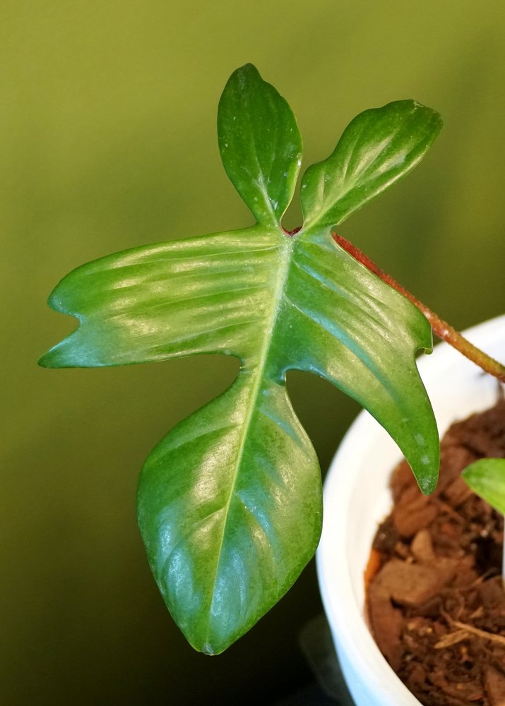 Philodendron Florida Ghost Leaf