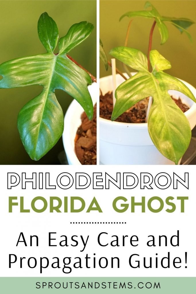 Philodendron Florida Ghost care and propagation pinterest pin