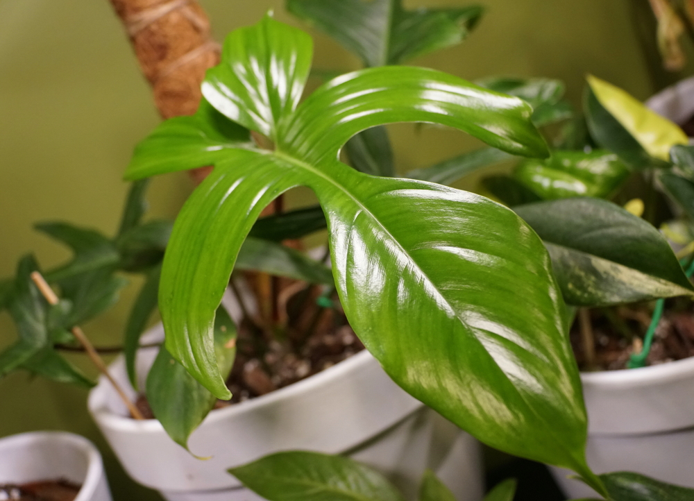 Philodendron Florida ghost leaf