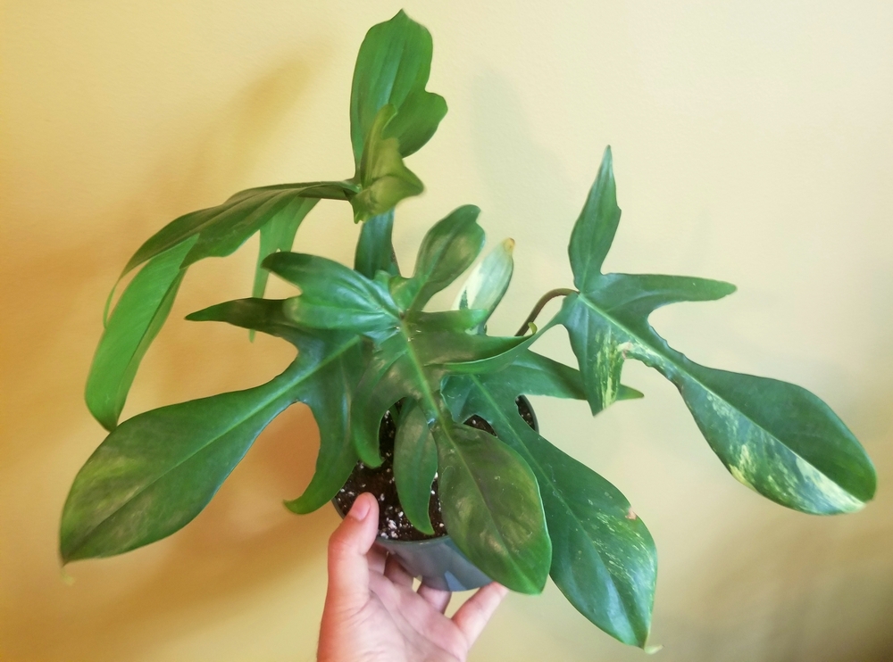 A hand holding up a philodendron florida ghost plant