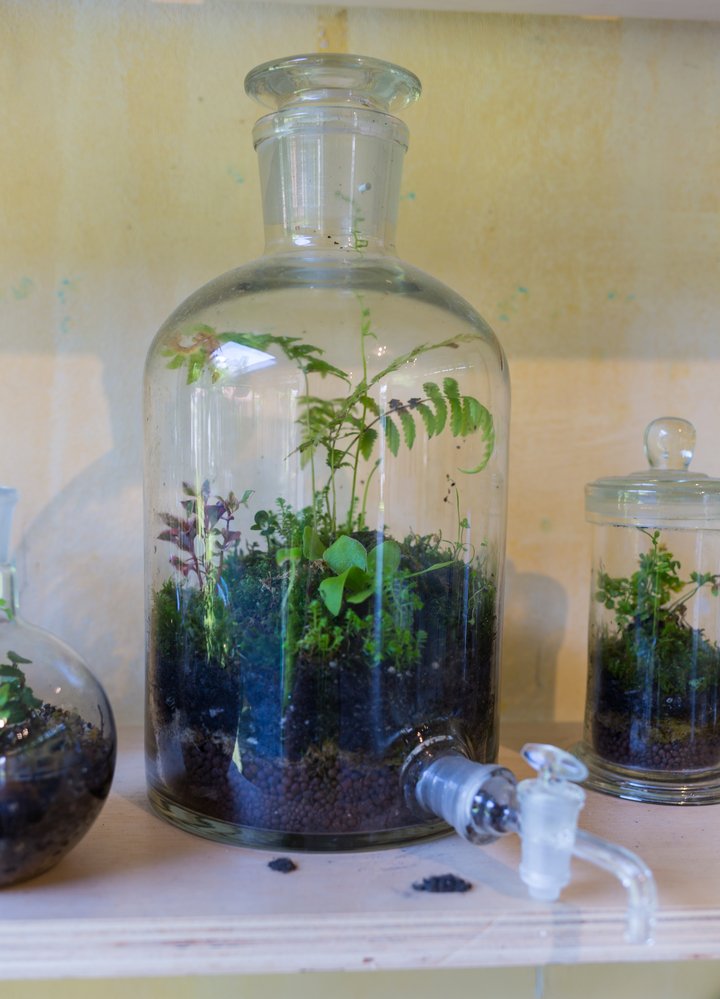 closed terrarium with plants