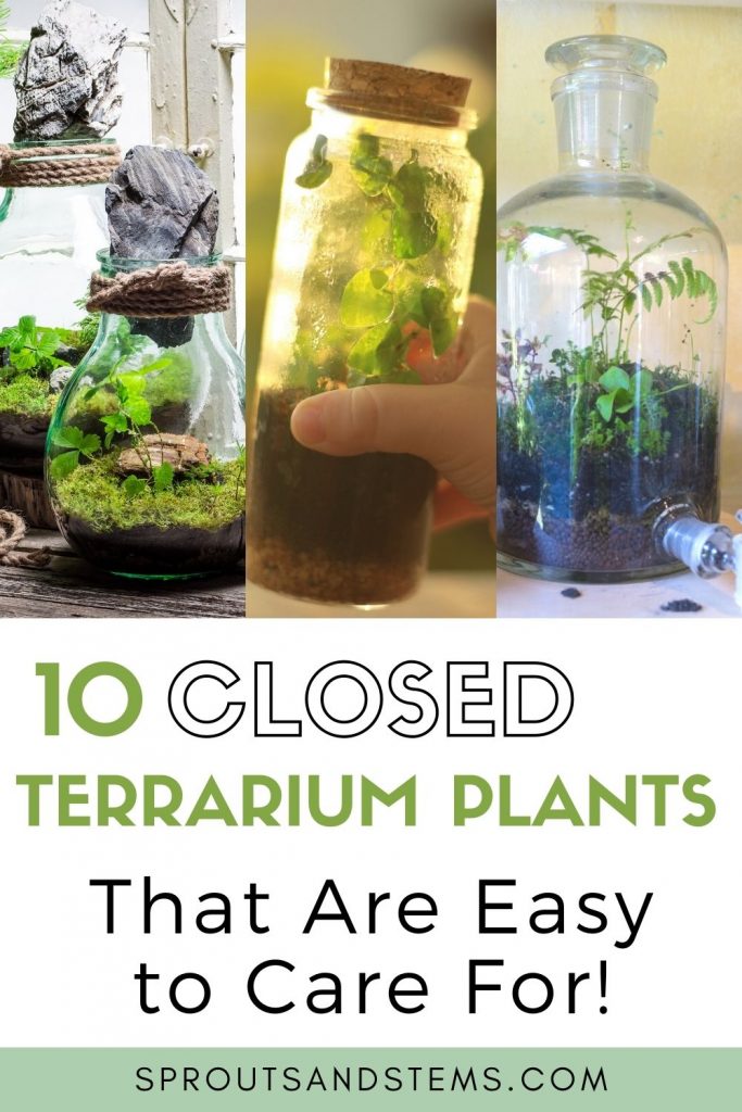 closed terrarium plants pinterest pin