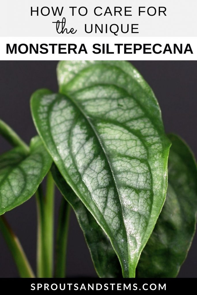 Monstera Siltepecana care pinterest pin
