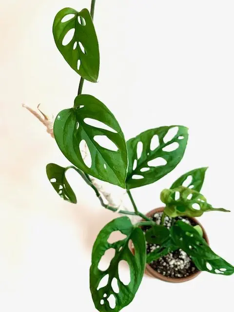 monstera adansonii swiss cheese plant