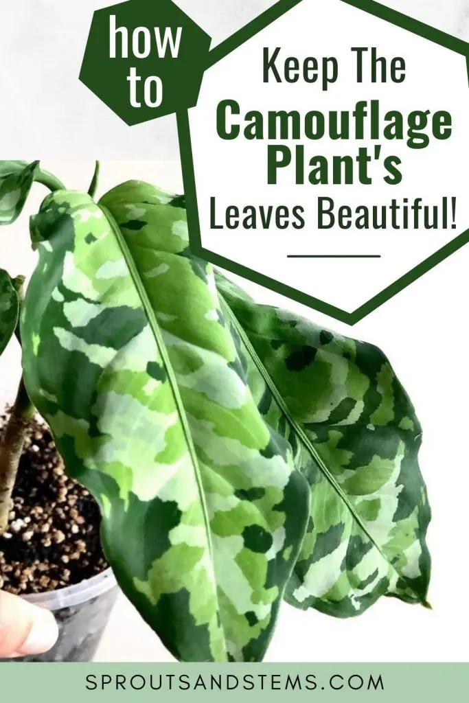 Aglaonema Pictum Tricolor care pinterest pin
