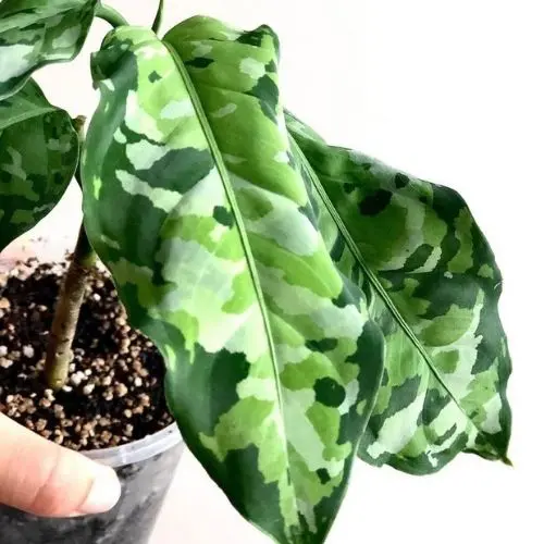 Aglaonema Pictum Tricolor