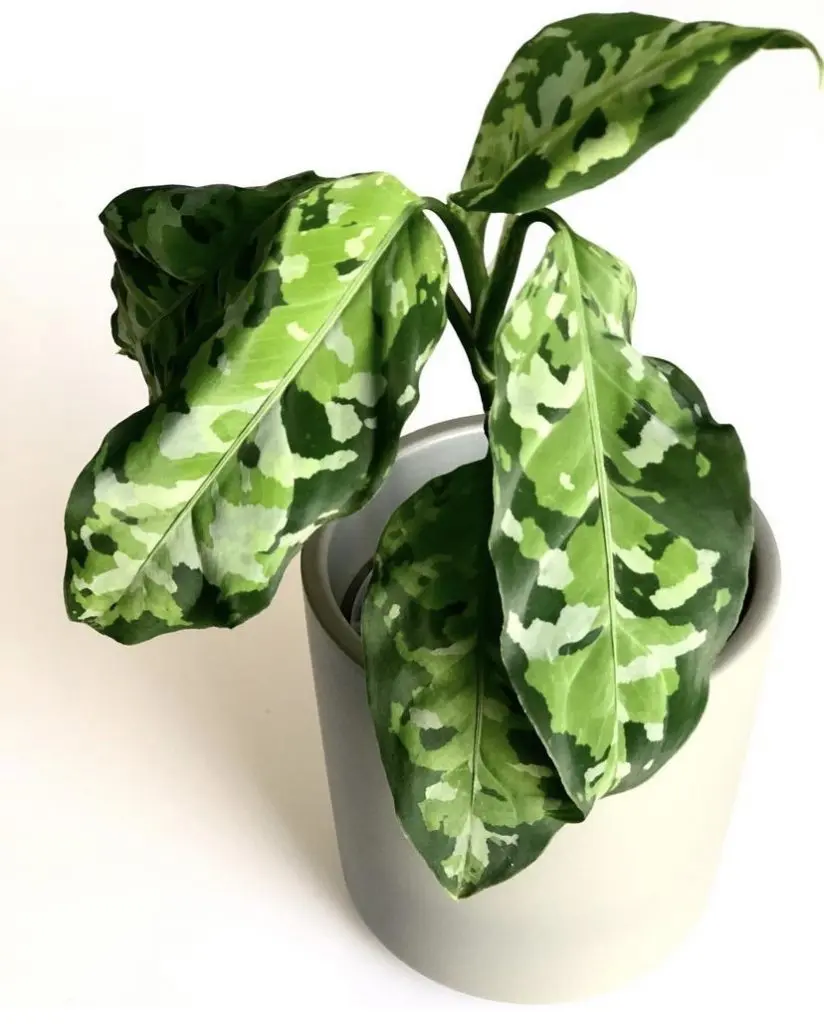 Aglaonema Pictum Tricolor plant