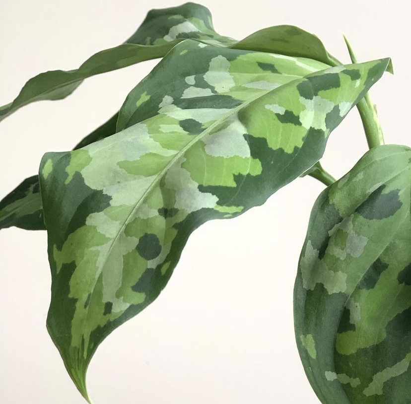 Aglaonema Pictum Tricolor's camouflage leaf