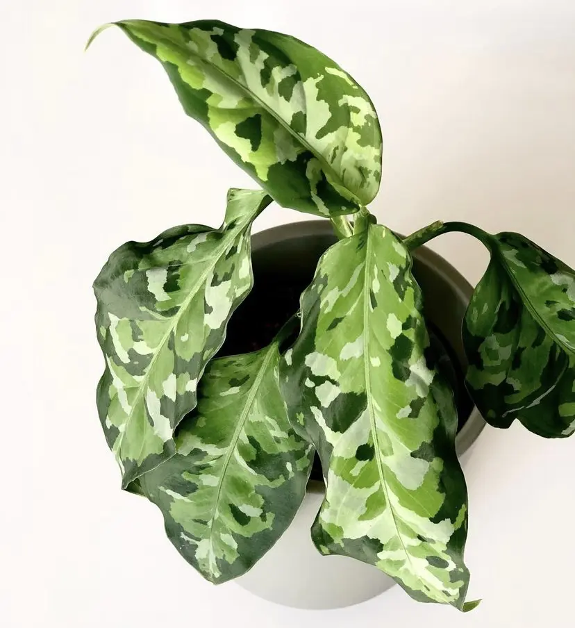 Aglaonema Pictum Tricolor plant