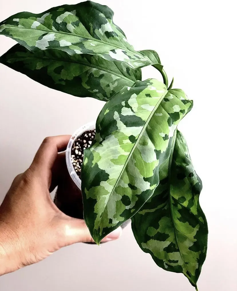 person's hand holding a camouflage plant