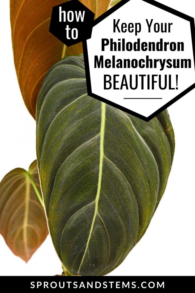 How to keep your Philodendron Melanochrysum beautiful pinterest pin
