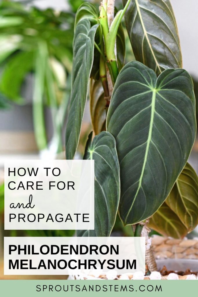 Philodendron Melanochrysum care and propagation pinterest pin